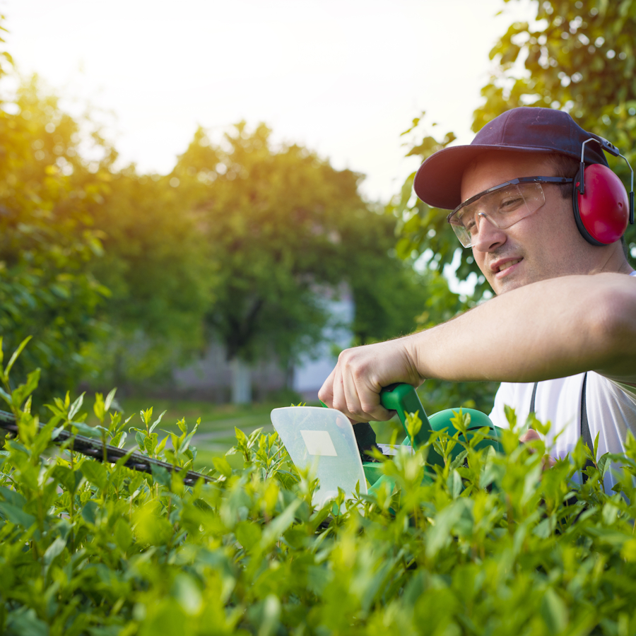 Man behind a hedge with hedge trimmers trimming it